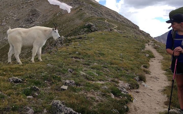 a person standing on a trail looks at a mountain goat standing some yards off the trail